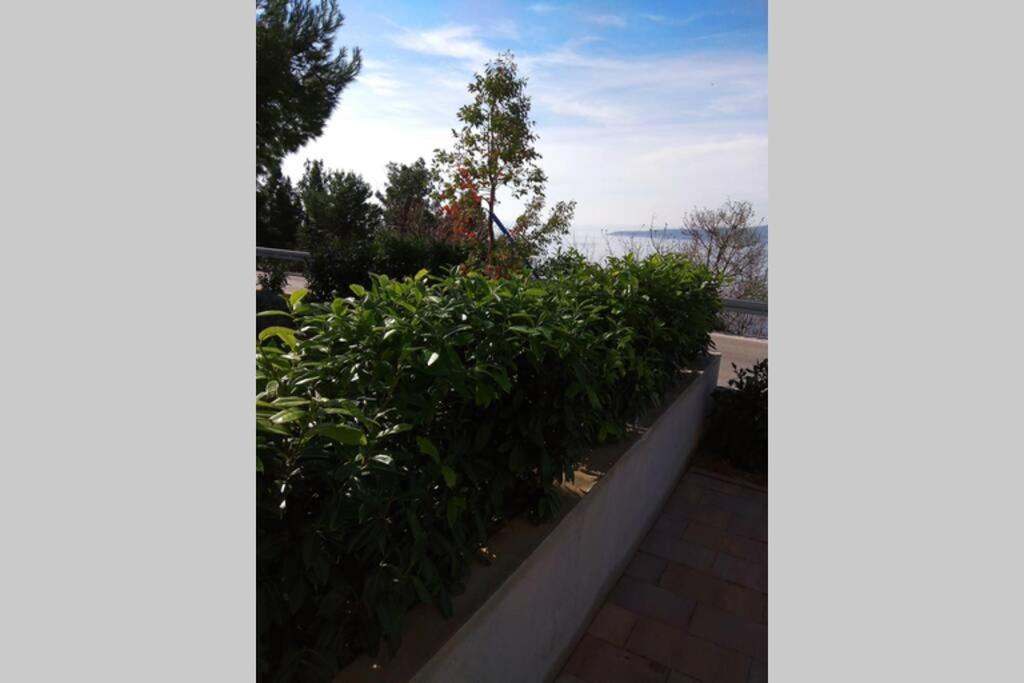 Apartment Dandelion بريلا المظهر الخارجي الصورة
